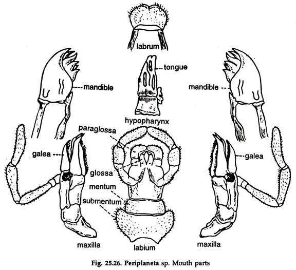 mouth parts of cockroach diagram