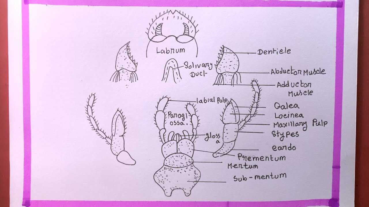 mouth parts of cockroach diagram