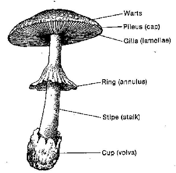 mushroom parts diagram