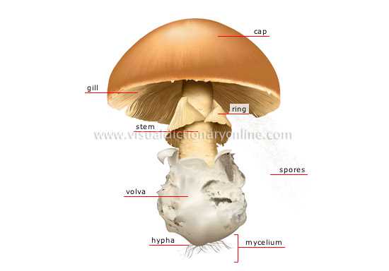 mushroom parts diagram