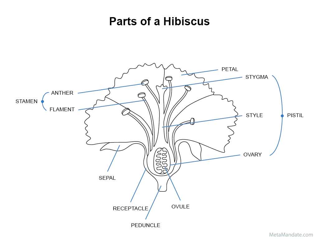 name of flower parts diagram