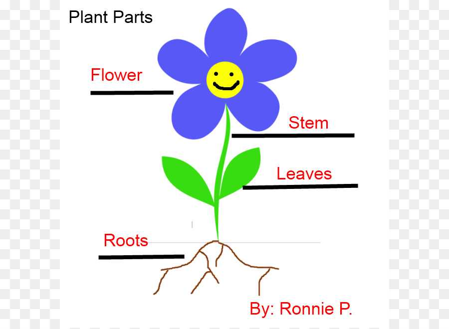 name of flower parts diagram