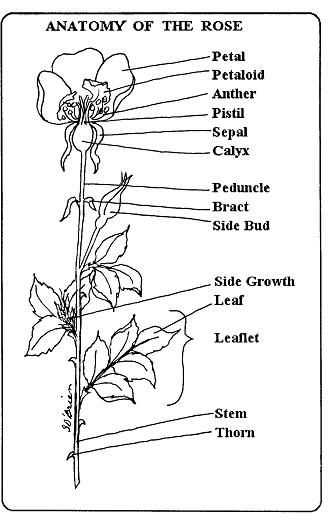 name of flower parts diagram