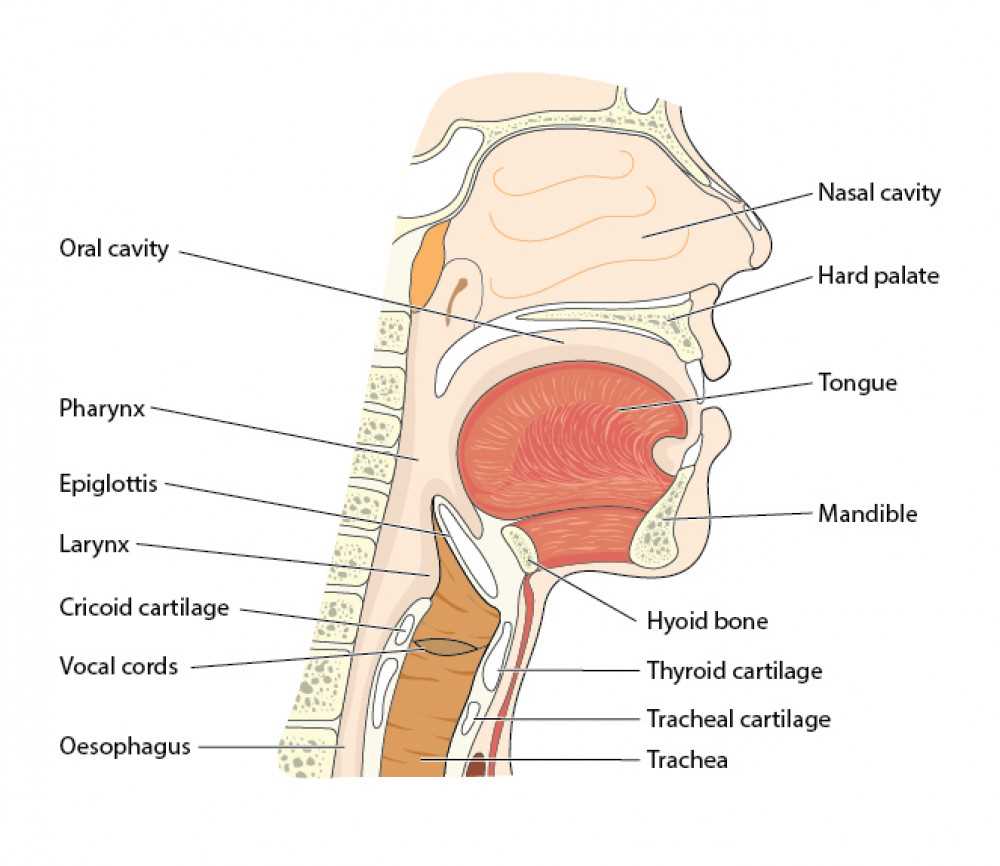 nose diagram with parts