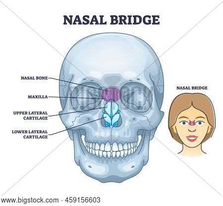 nose diagram with parts