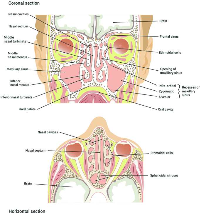 nose diagram with parts