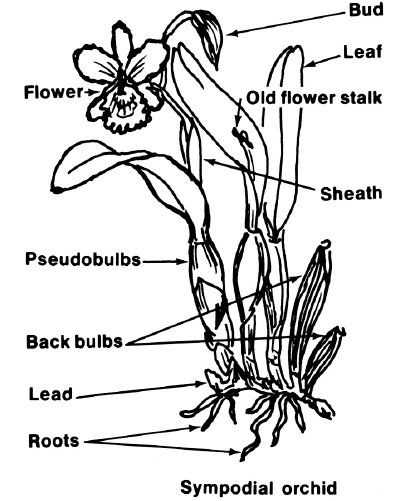 orchid flower parts diagram