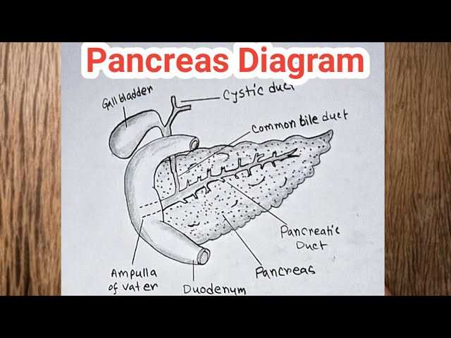 pancreas diagram with parts