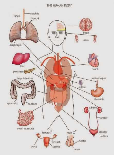 part diagrams