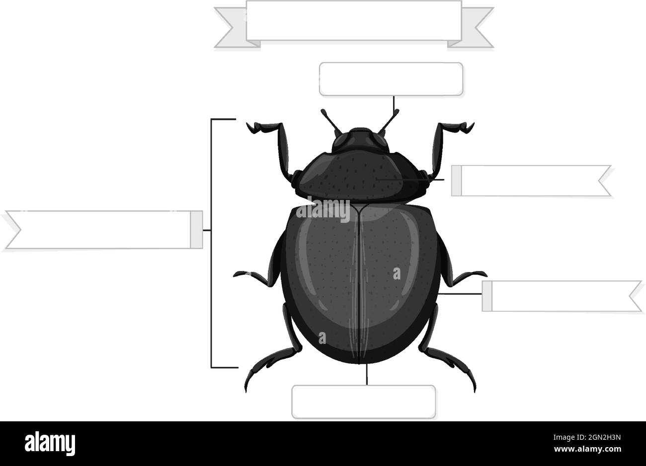 parts of a beetle diagram