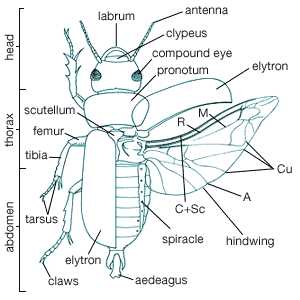 parts of a beetle diagram