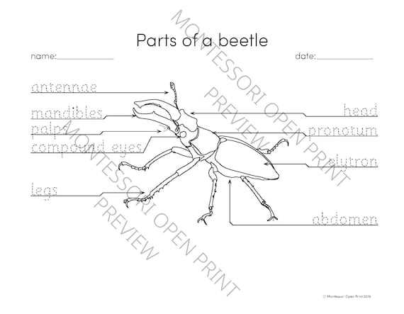 parts of a beetle diagram