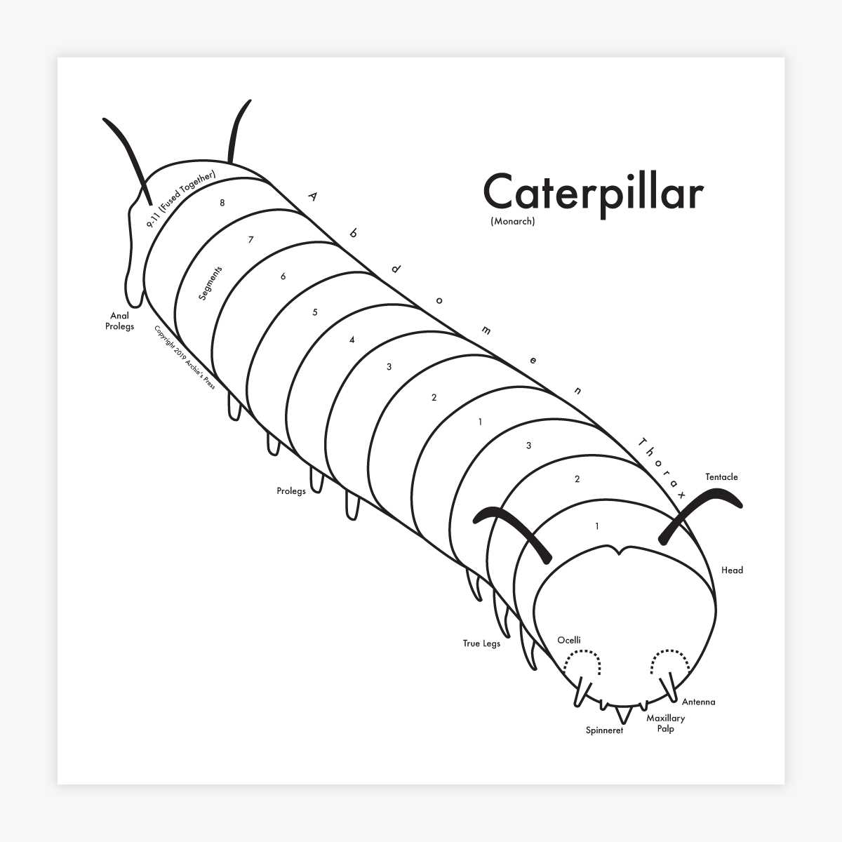 parts of a caterpillar diagram