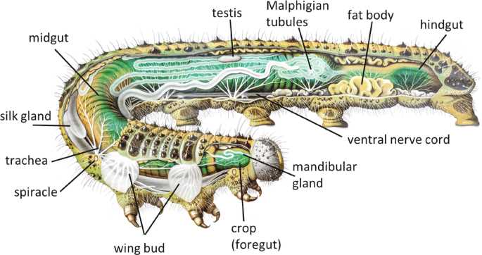 parts of a caterpillar diagram