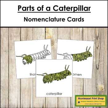 parts of a caterpillar diagram