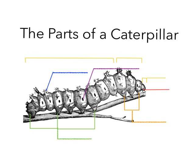 parts of a caterpillar diagram