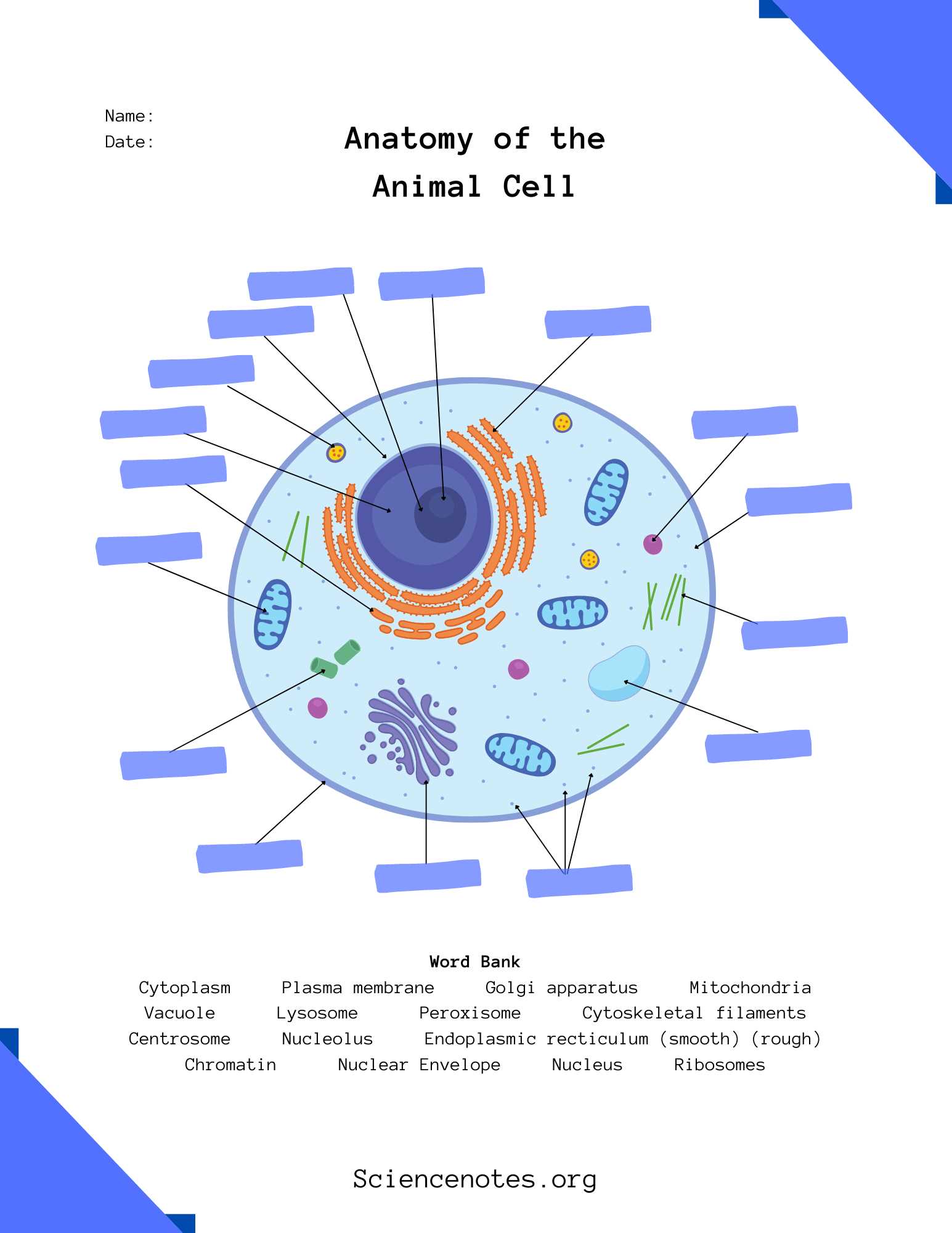 parts of a cell diagram labeled