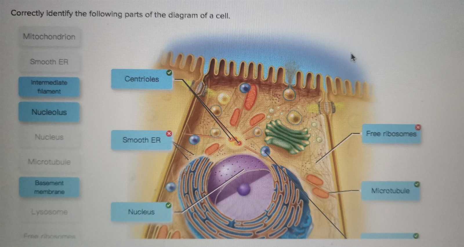 parts of a cell diagram labeled