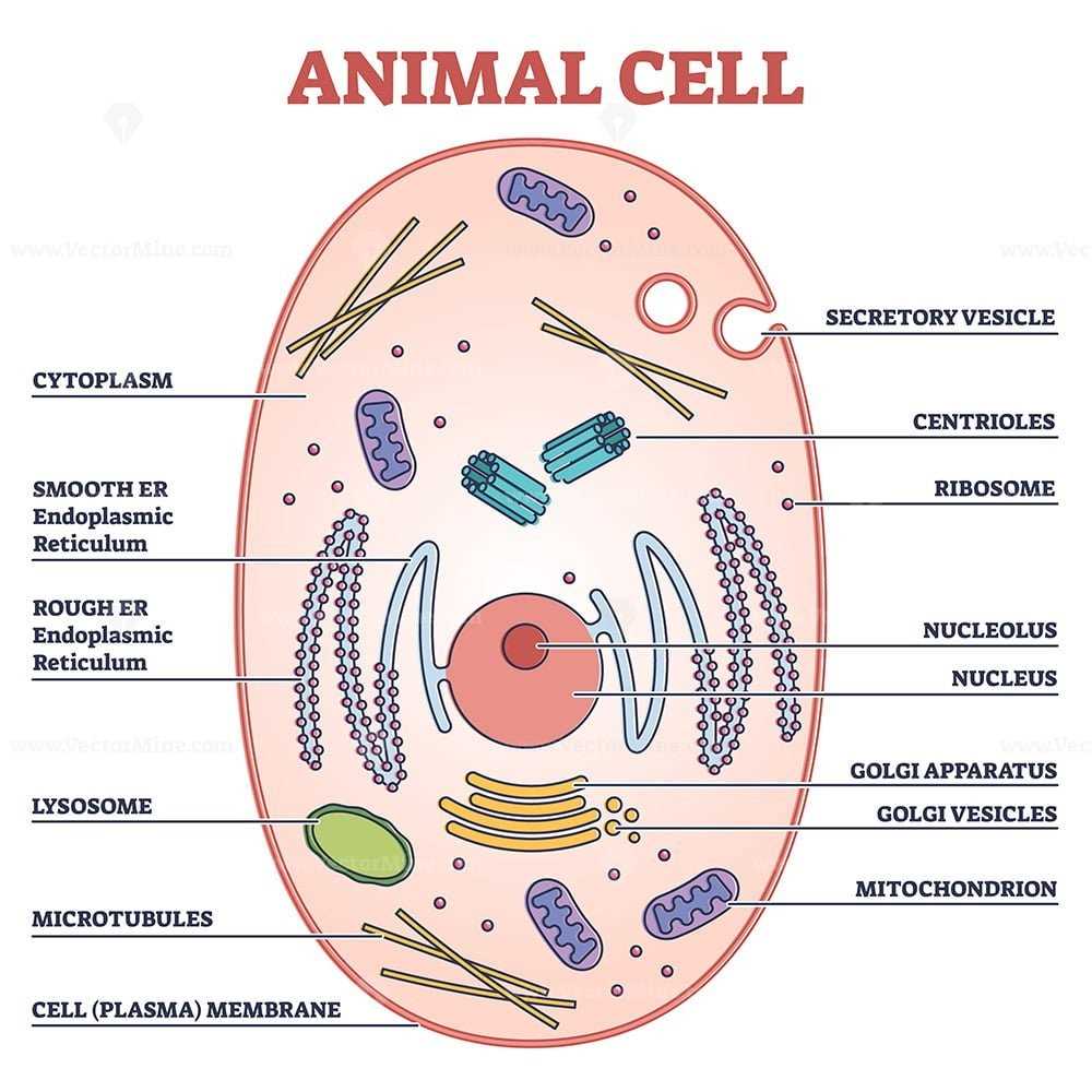 parts of a cell diagram labeled