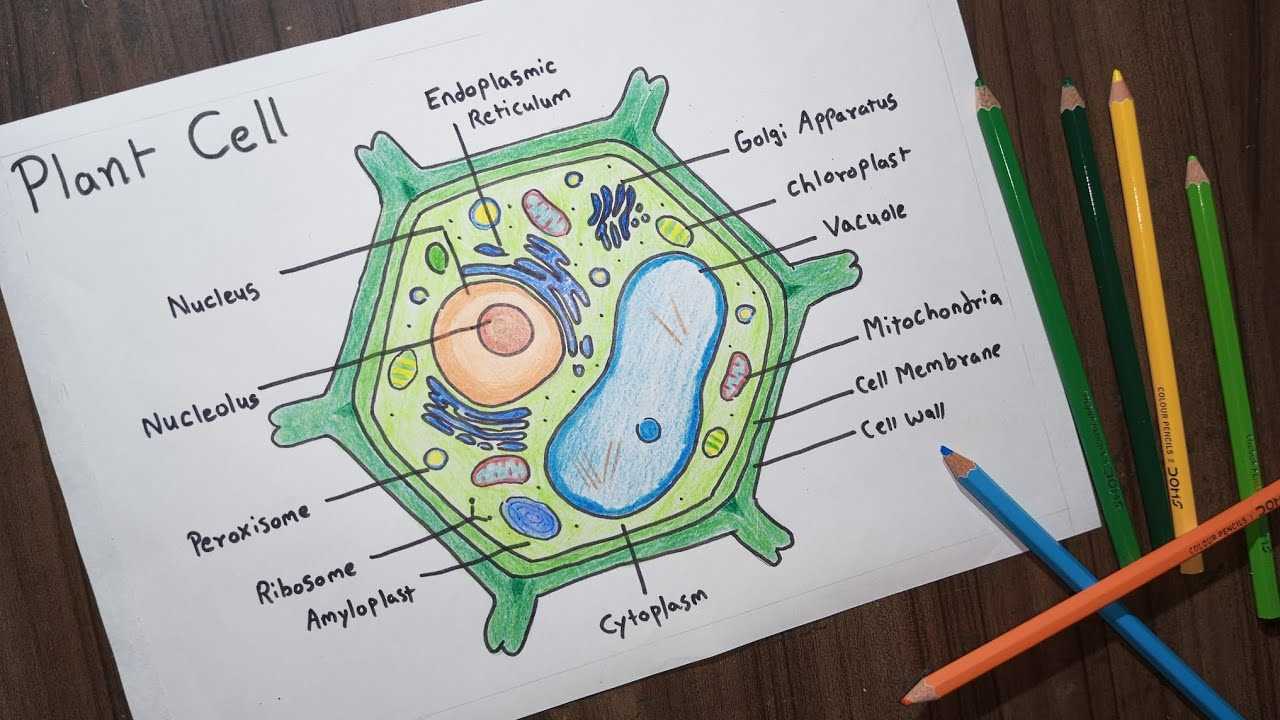 parts of a cell diagram labeled