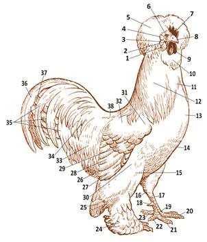 parts of a chicken diagram