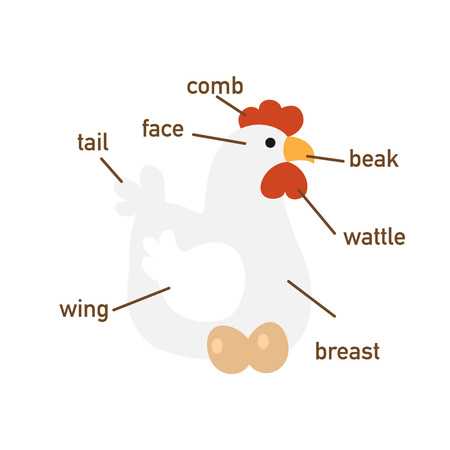 parts of a chicken diagram