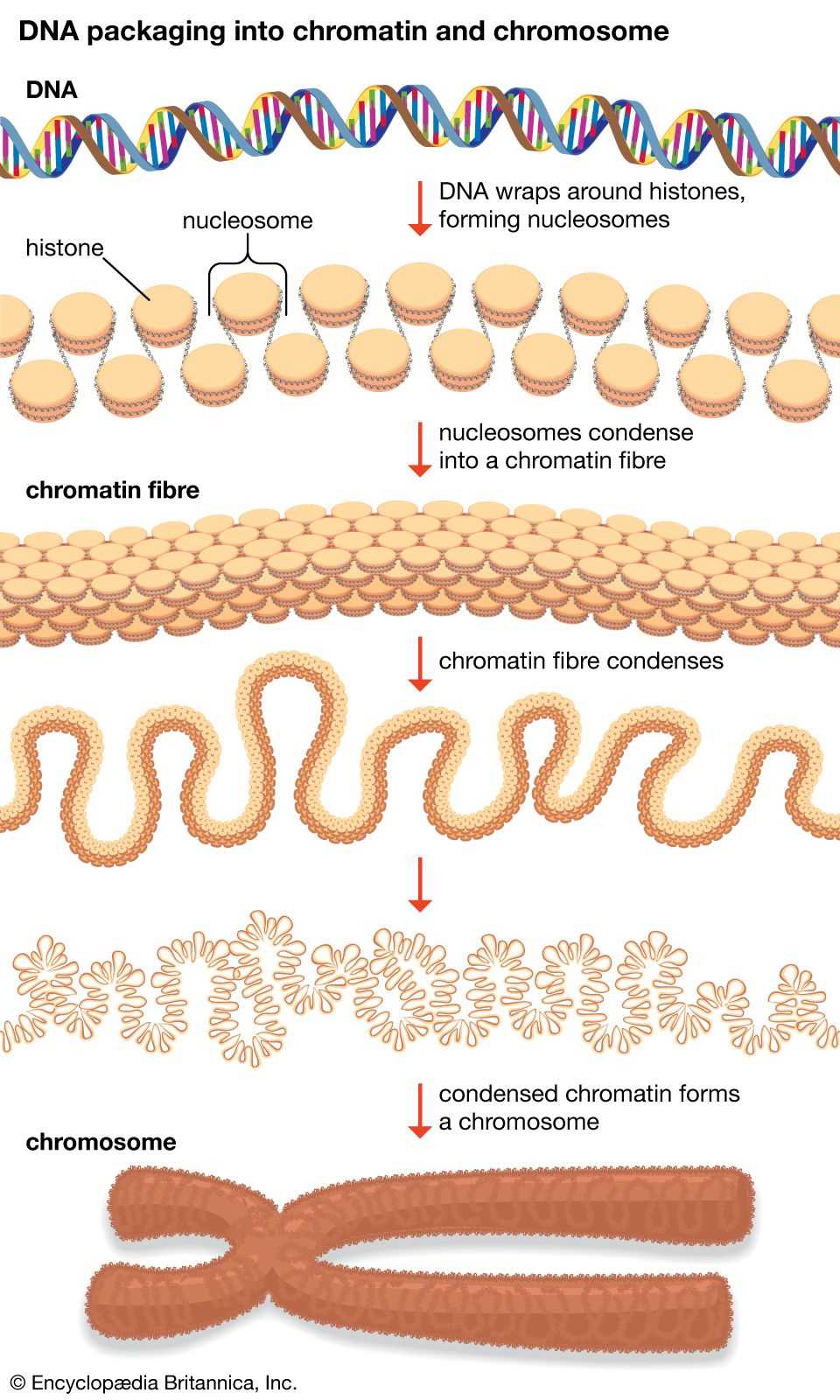 parts of a chromosome diagram