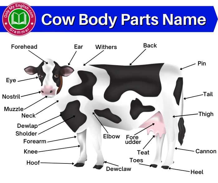 parts of a cow diagram