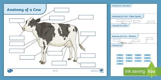 parts of a cow diagram