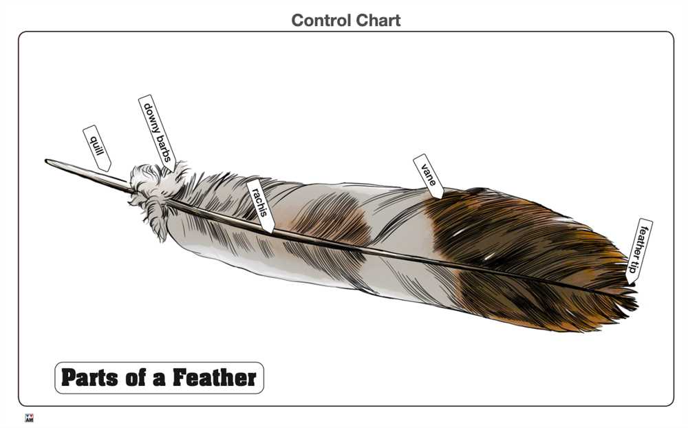 parts of a feather diagram