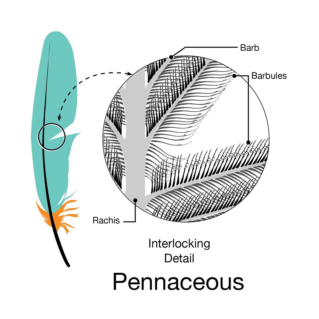 parts of a feather diagram