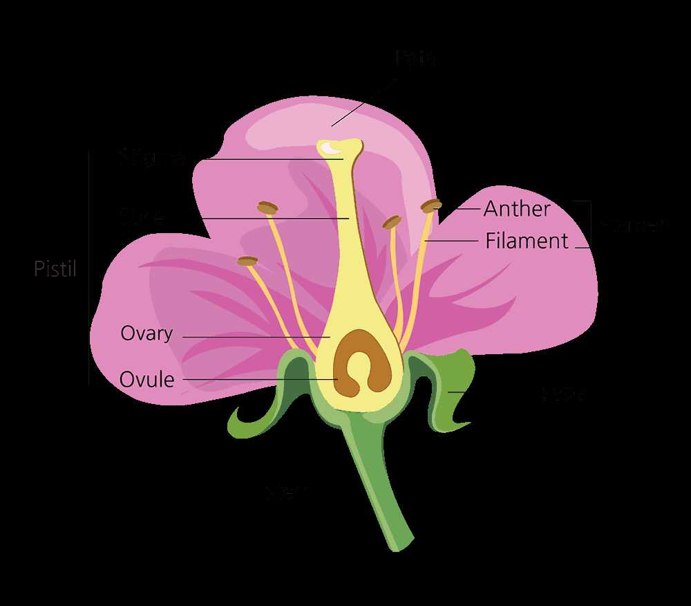 parts of a flowering plant diagram