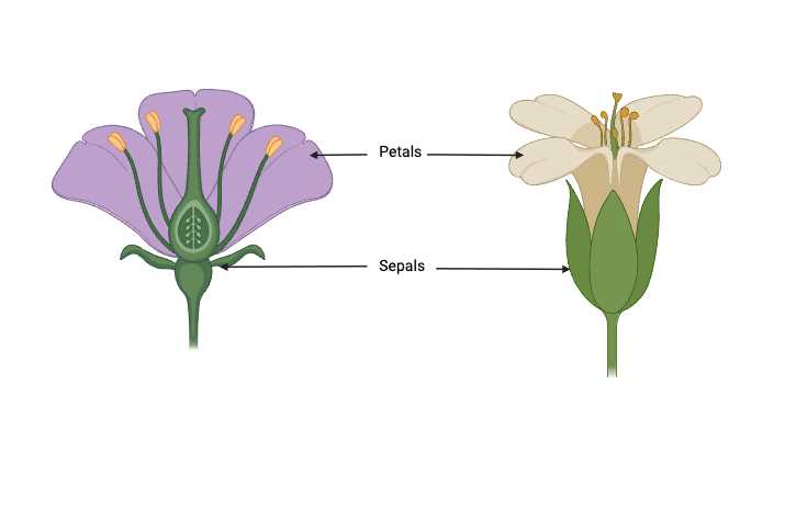 parts of a flowering plant diagram