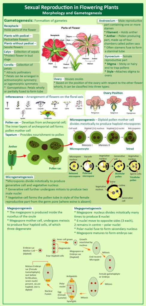 parts of a flowering plant diagram