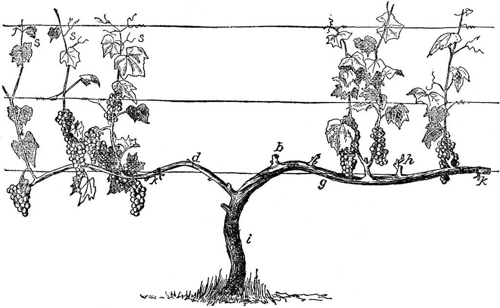 parts of a grape vine diagram