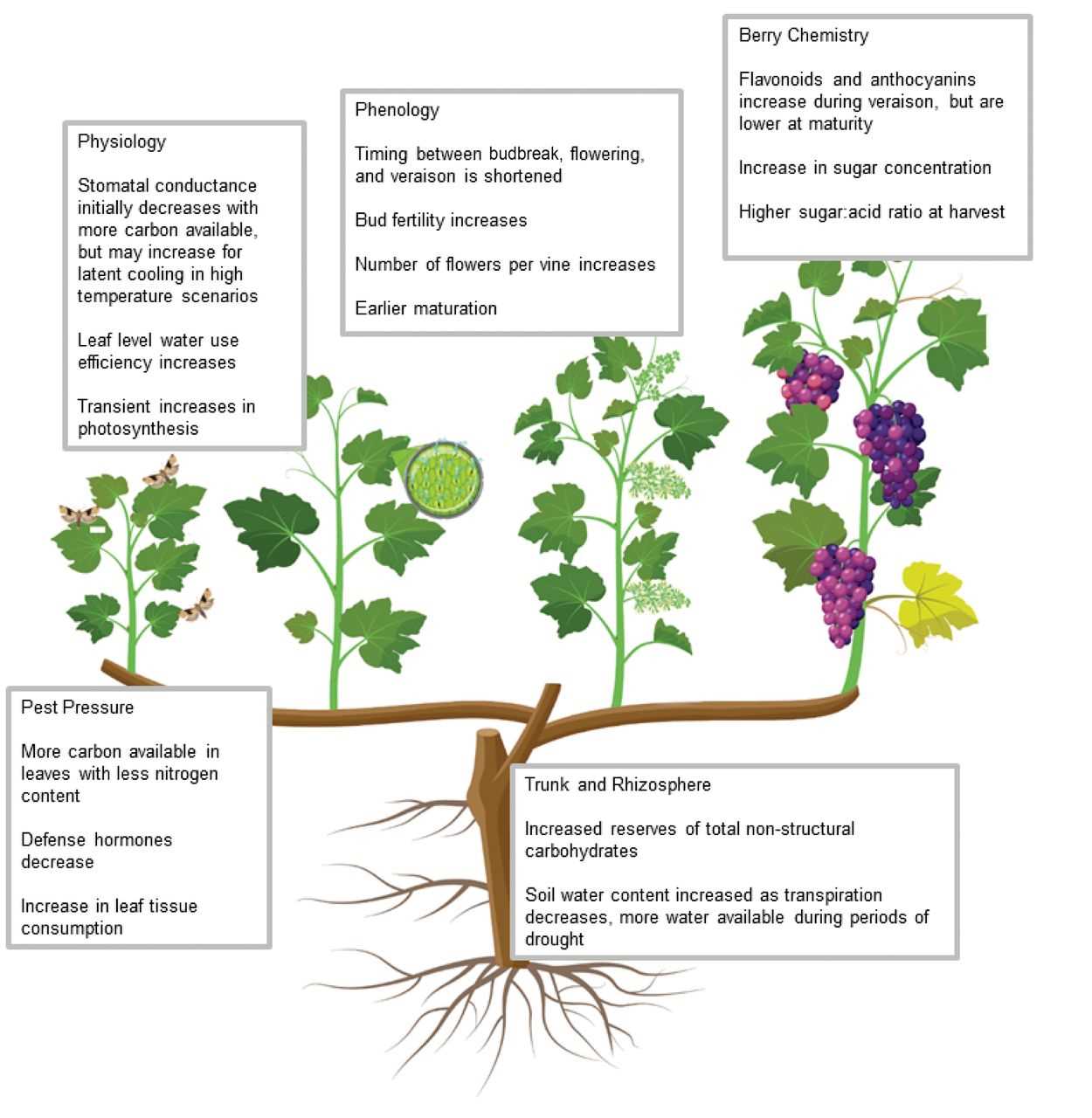 parts of a grape vine diagram