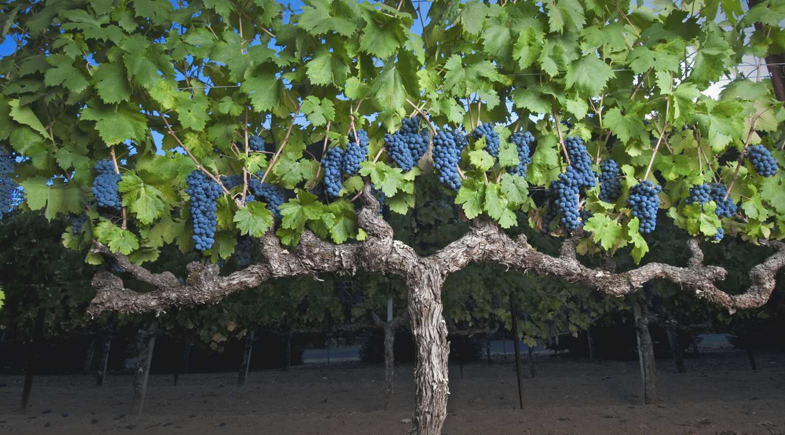 parts of a grape vine diagram