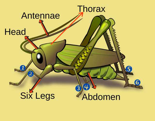 parts of a grasshopper diagram