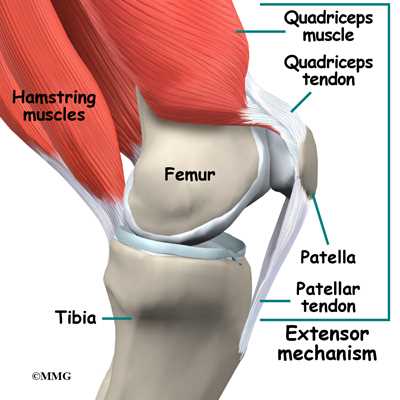 parts of a knee diagram