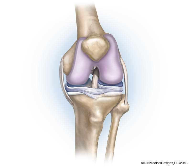 parts of a knee diagram