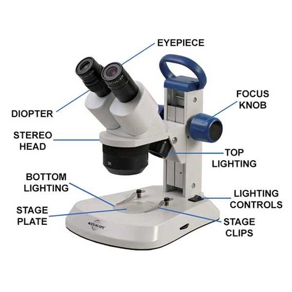 parts of a light microscope diagram