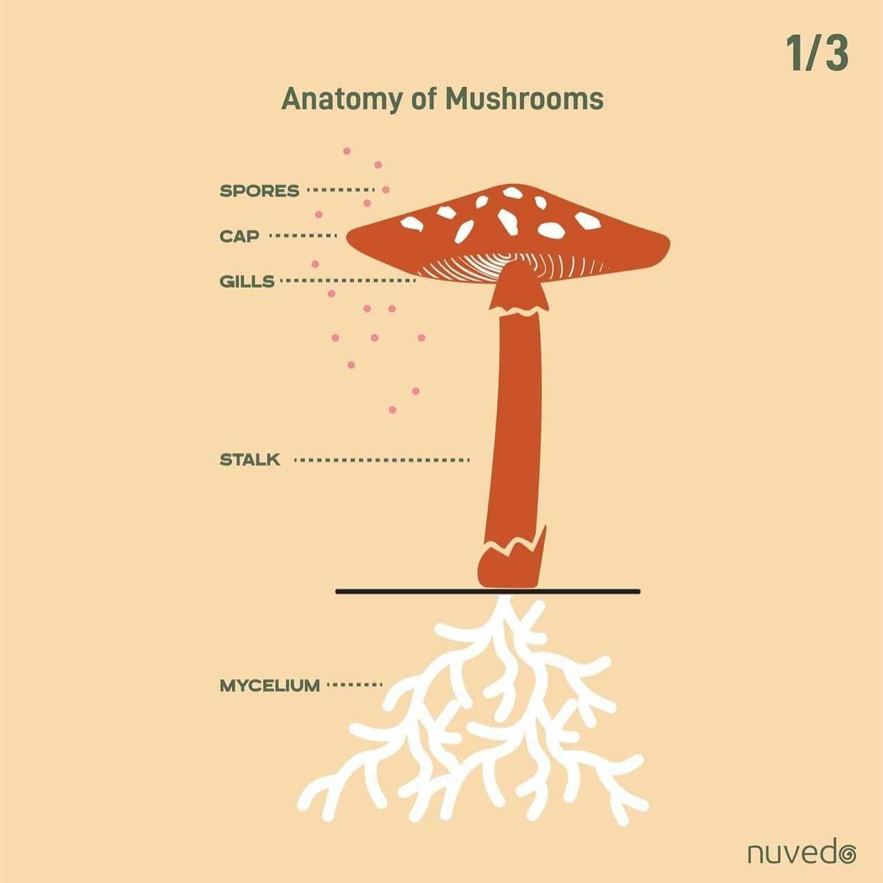 parts of a mushroom diagram