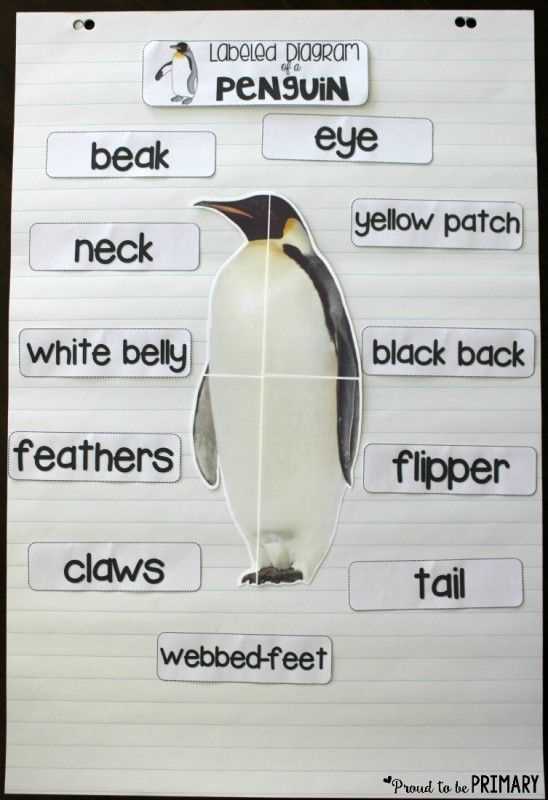 parts of a penguin diagram