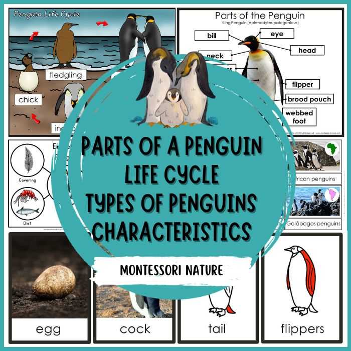 parts of a penguin diagram