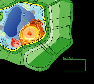 parts of a plant cell diagram