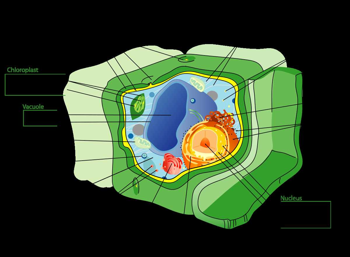 parts of a plant cell diagram