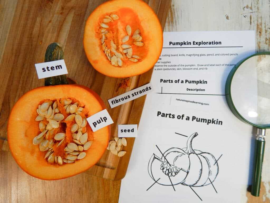 parts of a pumpkin plant diagram