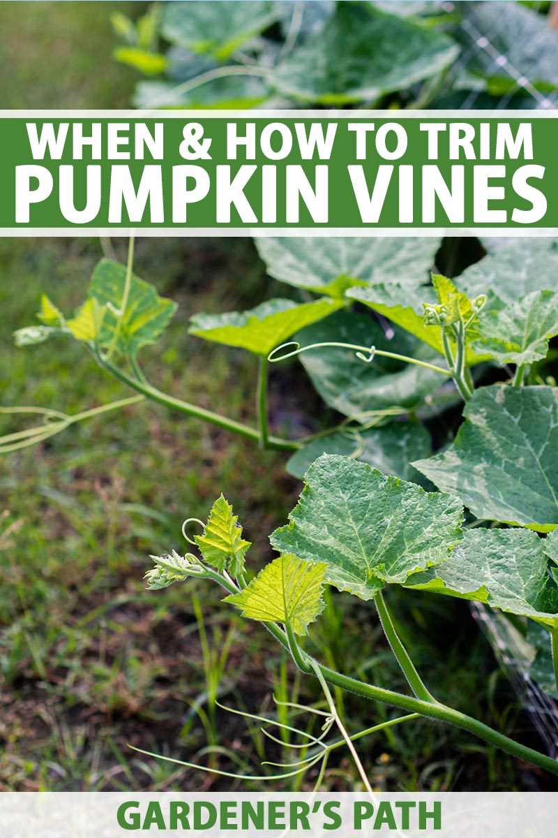 parts of a pumpkin plant diagram