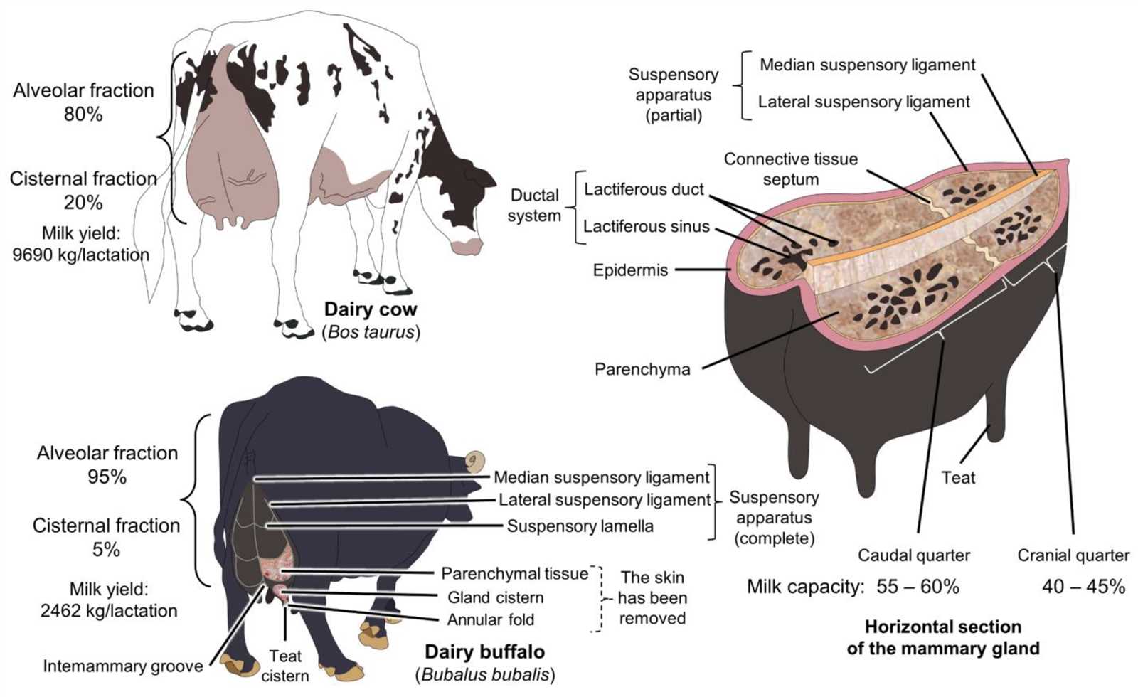 buffalo body parts diagram