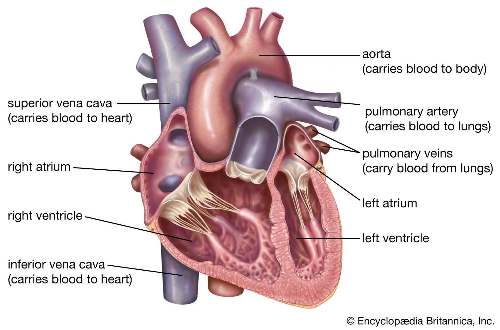 heart diagram with parts